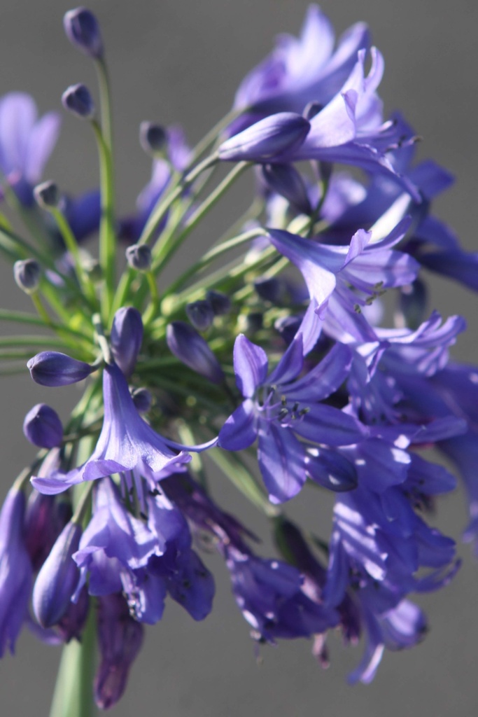 [xx] AGAPANTHUS 'WINTER STORM' (Pot 3 liter, 40-60 cm)