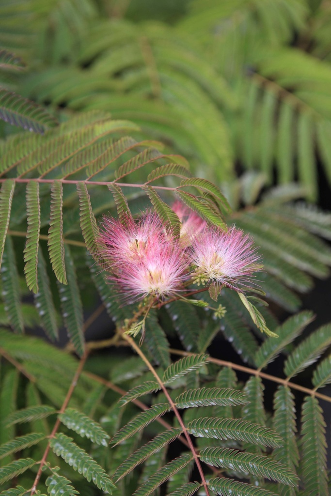 [xx] ALBIZIA JULIBRISSIN TROPICAL DREAM (Pot 3 liter, 40-60 cm)