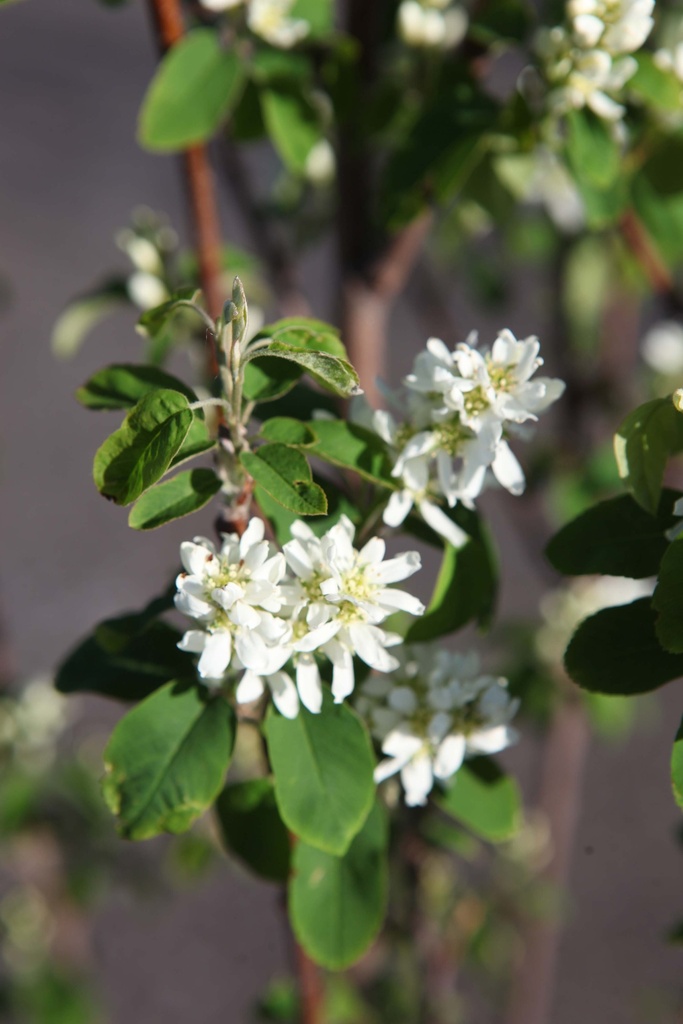 [AAOB40C3] AMELANCHIER ALNIFOLIA 'OBELISK' (Pot 3 litres, 40-50 cm)