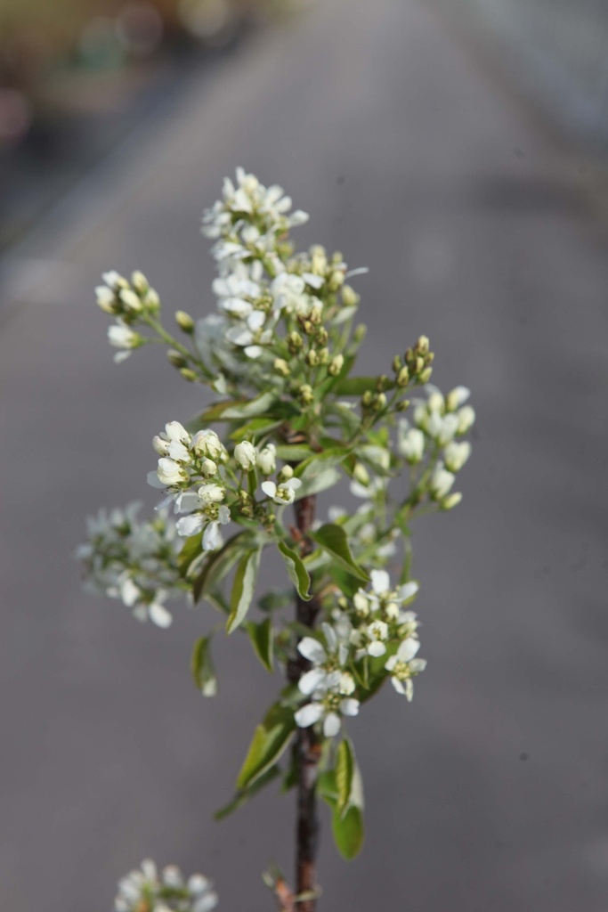 AMELANCHIER 'SASKATOON® BERRY'