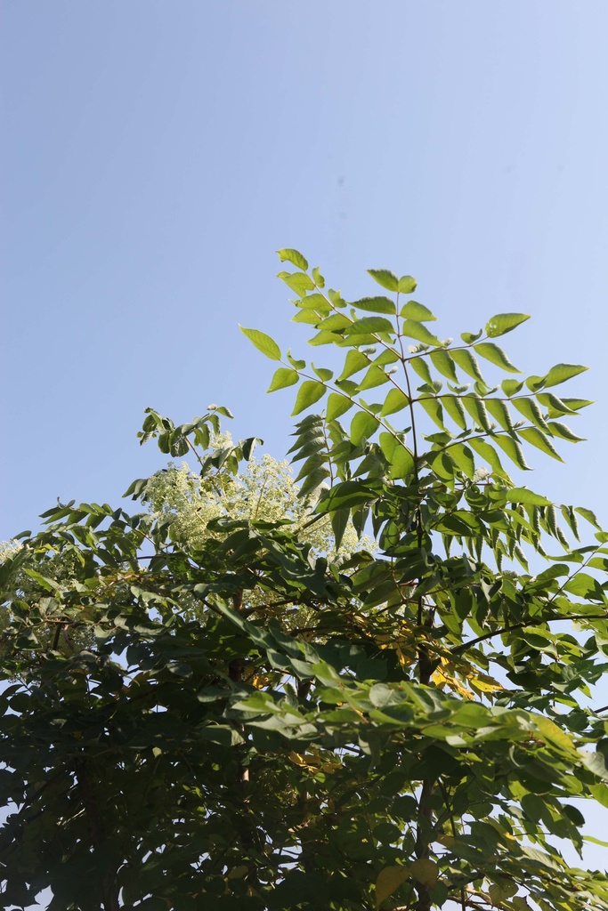 [AEL1503] ARALIA ELATA (Pot, 150-175 cm)