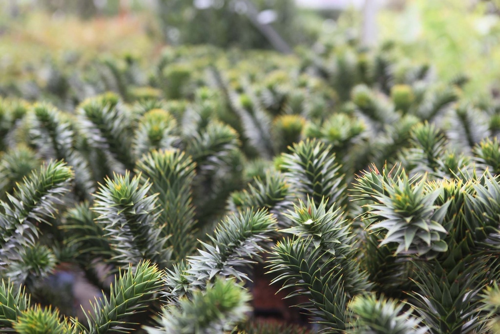 ARAUCARIA ARAUCANA