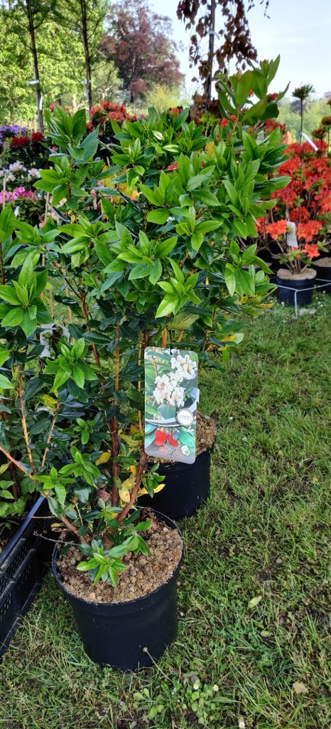[AUN80] ARBUTUS UNEDO (Pot, 80-100 cm)
