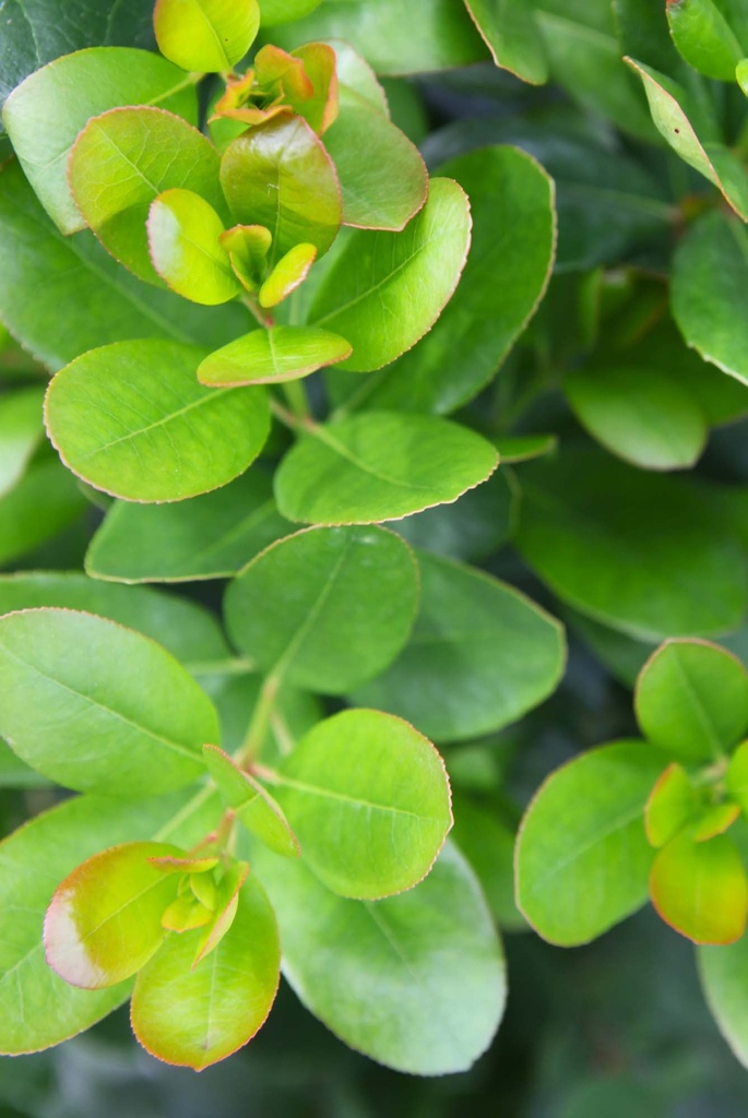[xx] ARBUTUS UNEDO PEACE & LOVE (Pot 10 litres, 60-80 cm)