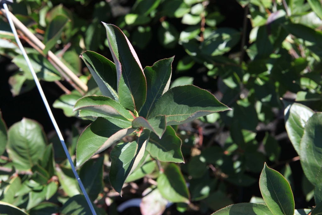 [AABR50] ARONIA ARBUTIFOLIA 'BRILLIANT' (Pot 3 liter, 50-60 cm)