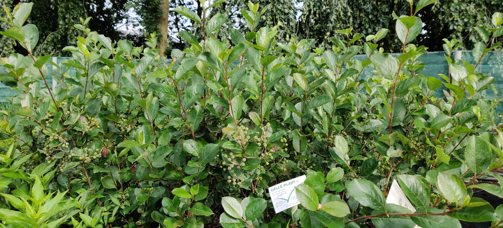 [AABR50] ARONIA ARBUTIFOLIA 'BRILLIANT' (Pot 3 litres, 50-60 cm)
