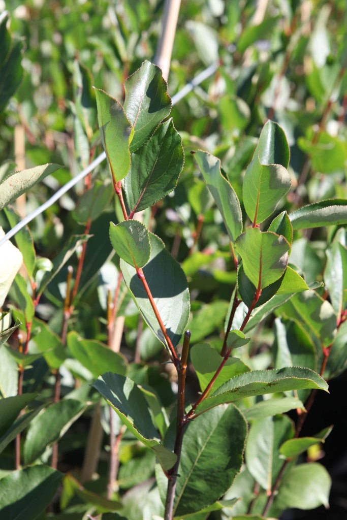 [xx] ARONIA MELANOCARPA 'AUTUMN MAGIC' (Pot 3 litres, 40-50 cm)