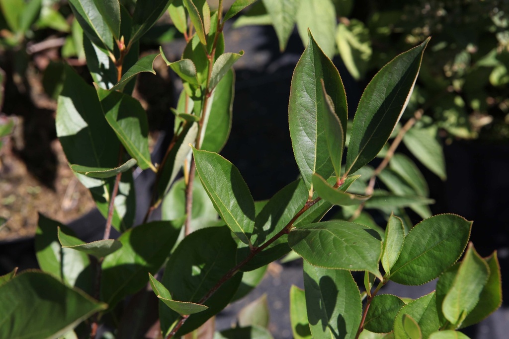 ARONIA MELANOCARPA 'HUGIN'