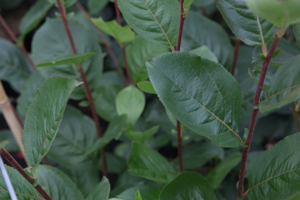 ARONIA PRUNIFOLIA 'ARON'