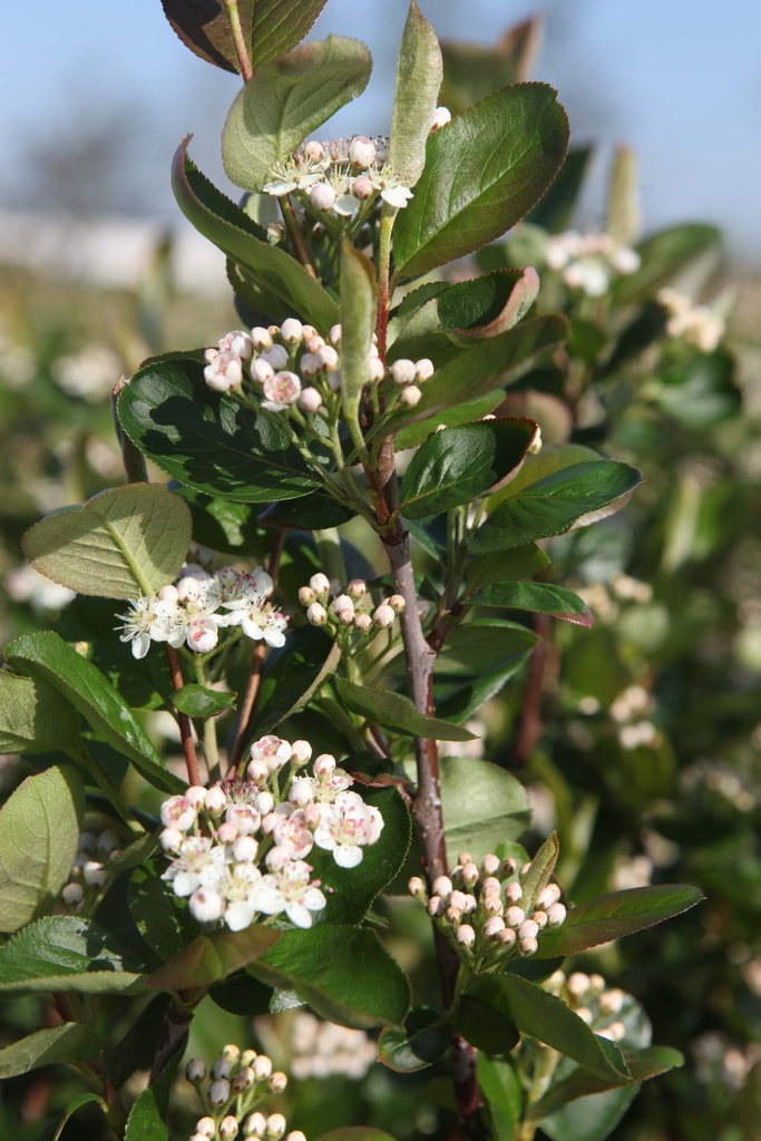 ARONIA PRUNIFOLIA 'VIKING'