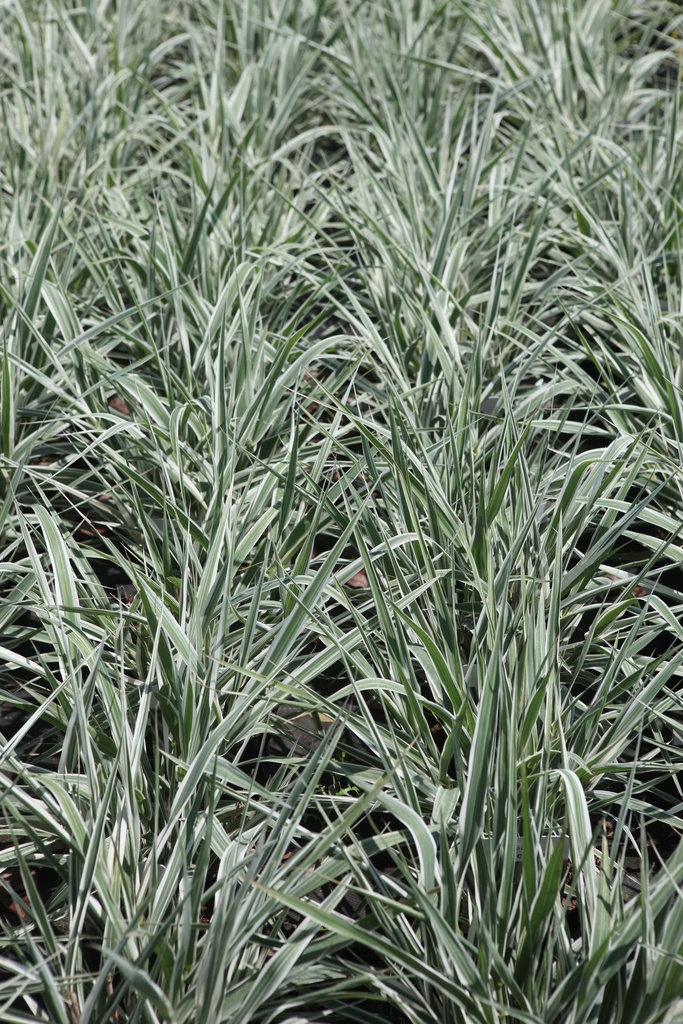 [xx] ARUNDO DONAX 'VERSICOLOR' (Pot 3 litres, 40-50 cm)