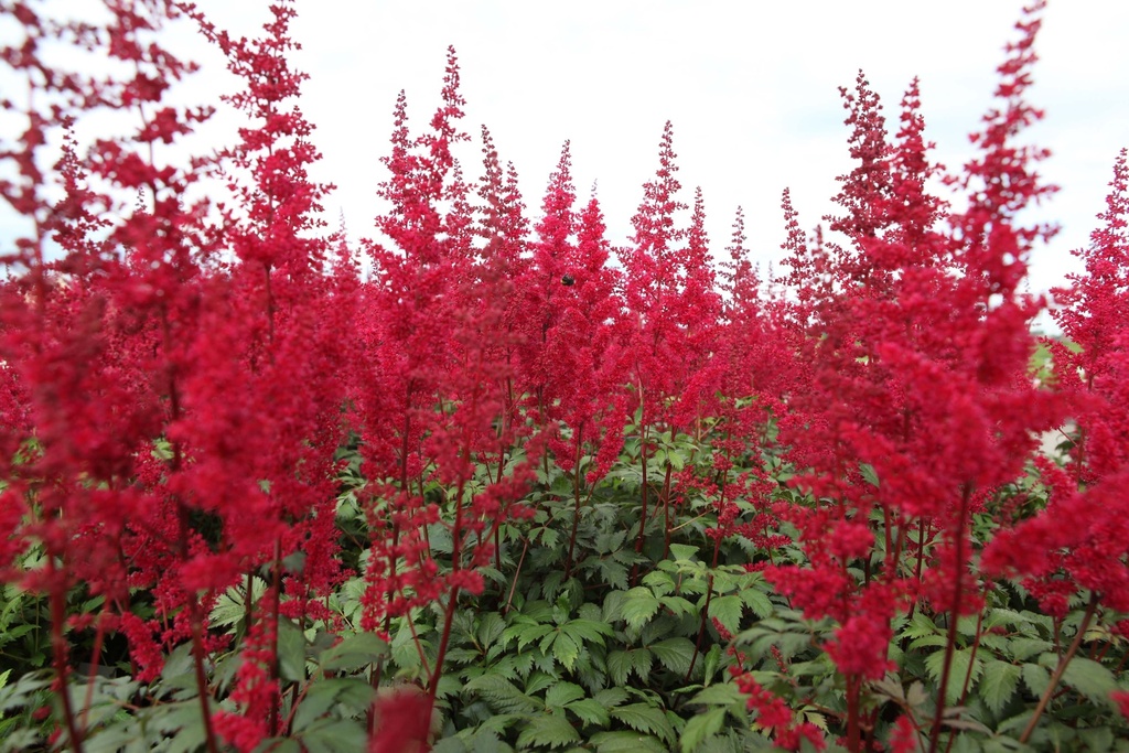 [xx] ASTILBE (A) 'FANAL ' (Pot 3 litres, 40-60 cm)
