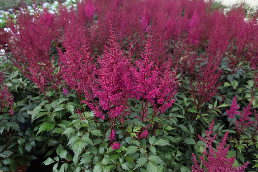 [xx] ASTILBE (J) 'ELISABETH VAN VEEN' (Pot 3 litres, 40-60 cm)