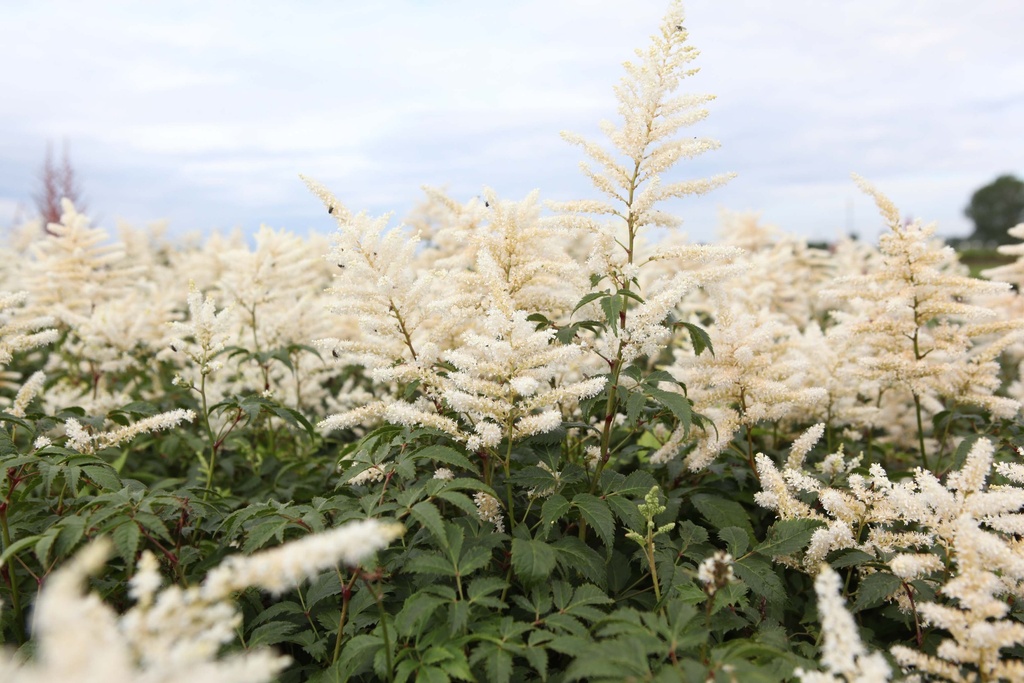 [xx] ASTILBE (J) 'WASHINGTON' (Pot 3 liter, 40-60 cm)