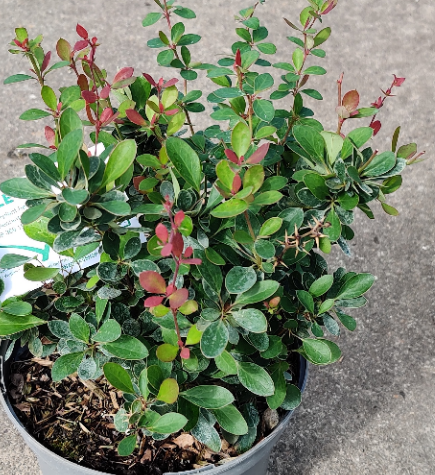 [BBNA25] BERBERIS BUXIFOLIA 'NANA' (Pot 3 litres, 25-30 cm)