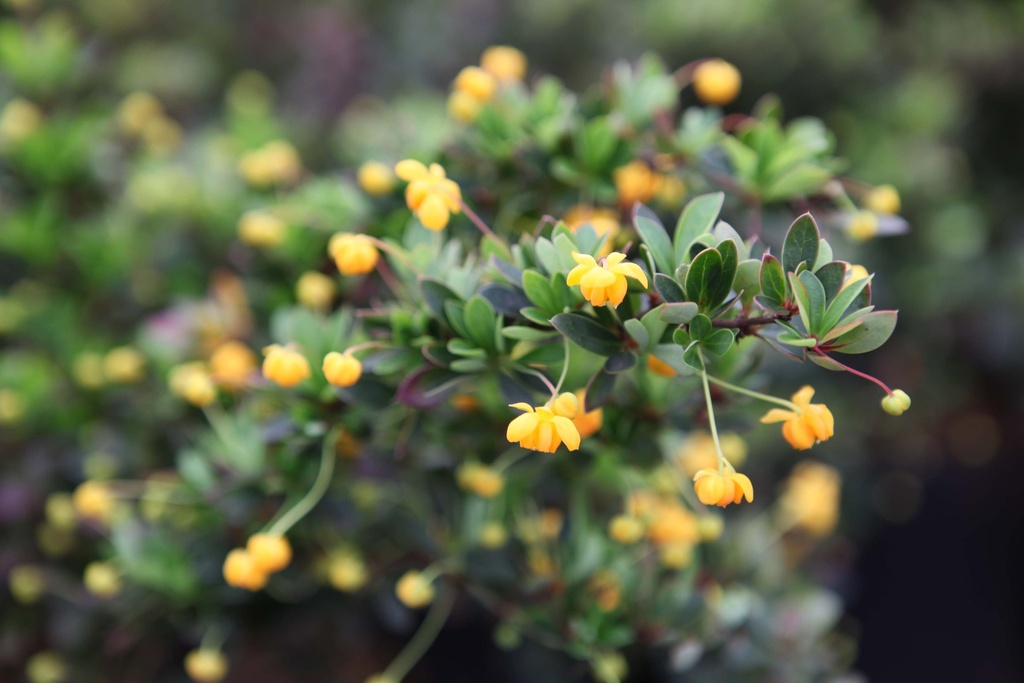 [BBNA25C3] BERBERIS BUXIFOLIA 'NANA' (Pot 3 liter, 25-30 cm)