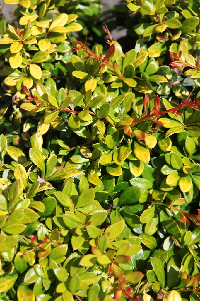 [xx] BERBERIS MEDIA 'DUAL JEWEL' (Pot 3 litres, 30-40 cm)