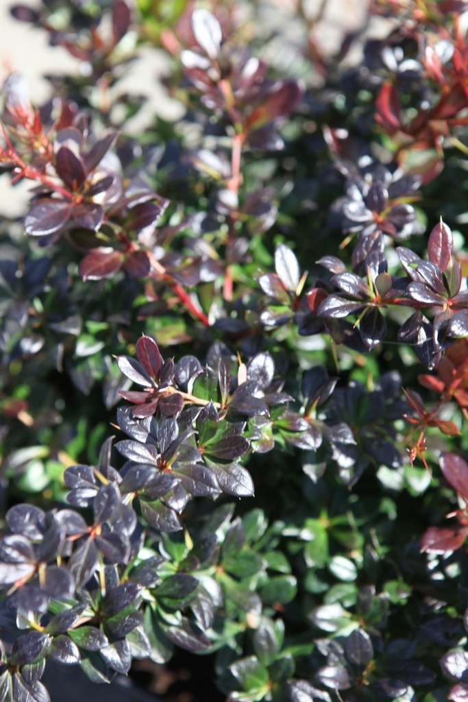 BERBERIS MEDIA 'RED JEWEL'