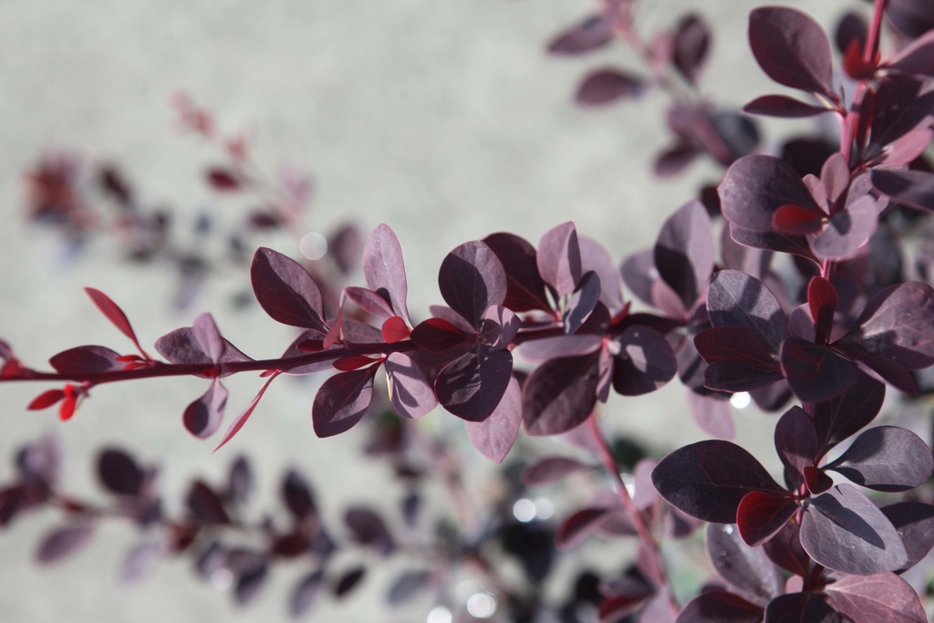 [BOSU40] BERBERIS OTTAWENSIS 'SUPERBA' (Pot 3 liter, 50-60 cm)