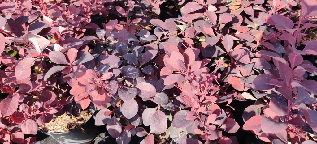 [BOSU40] BERBERIS OTTAWENSIS 'SUPERBA' (Pot 3 liter, 50-60 cm)