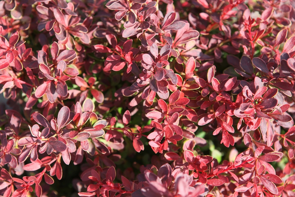 [xx] BERBERIS THUNBERGII 'ADMIRATION' (Pot 3 litres, 25-30 cm)