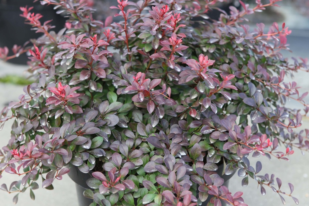 BERBERIS THUNBERGII 'ATROPURPUREA NANA'