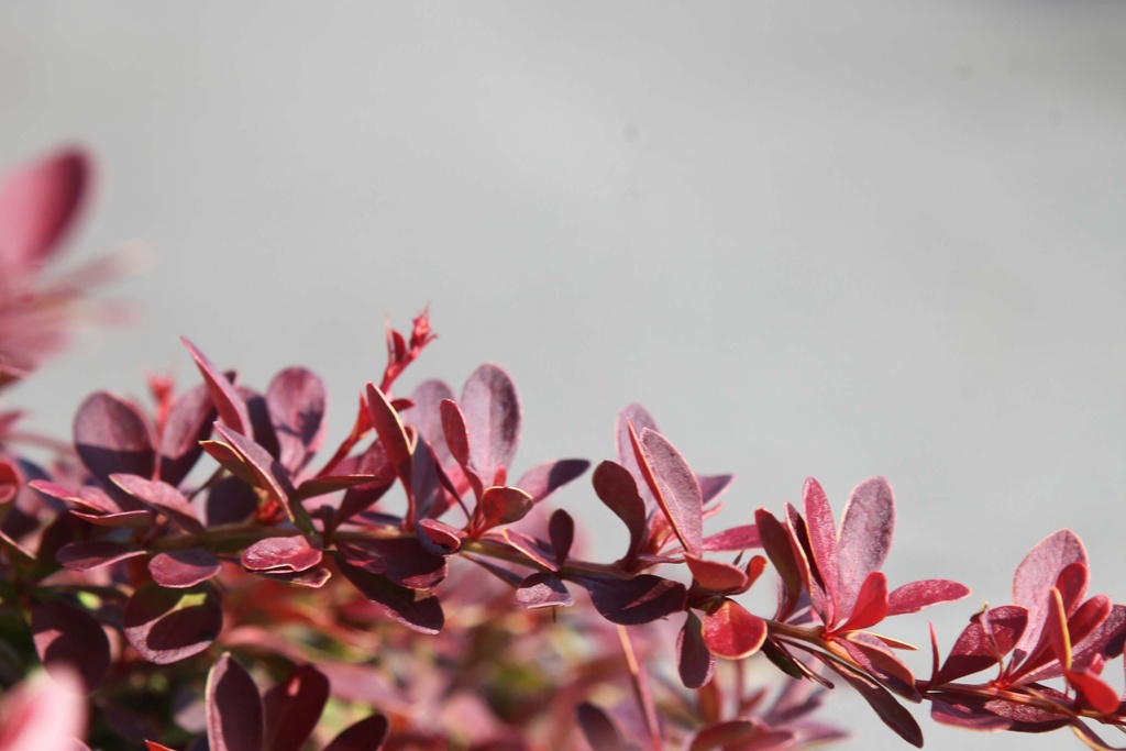[xx] BERBERIS THUNBERGII CORAL (Pot 3 liter, 25-30 cm)