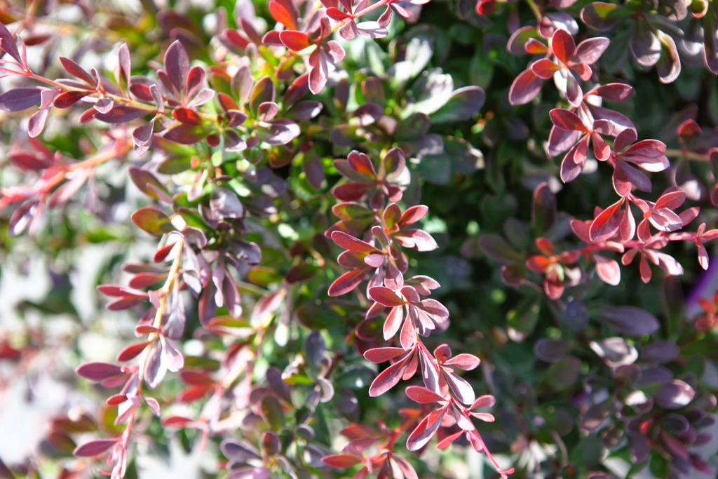 [BTFECA25C3] BERBERIS THUNBERGII FIRST EDITIONS® 'CABERNET®' (Pot 3 liter, 25-30 cm)