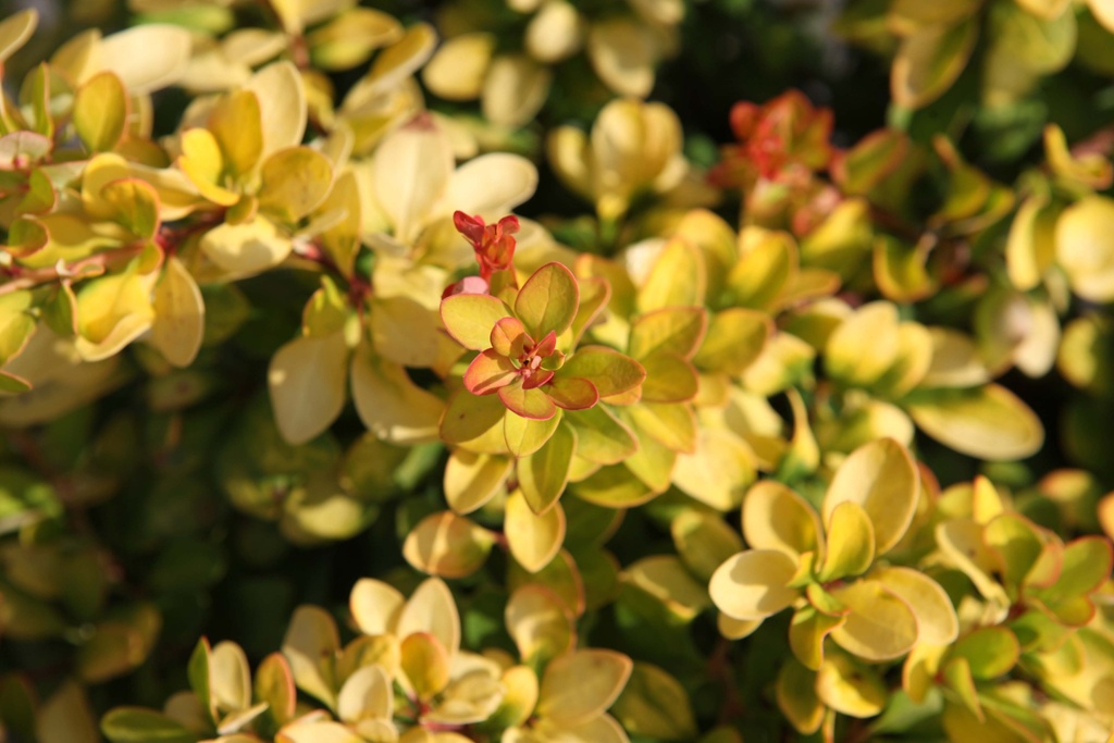 [xx] BERBERIS THUNBERGII FIRST EDITIONS® 'LIMONCELLO' (Pot 10 liter, 40-50 cm)