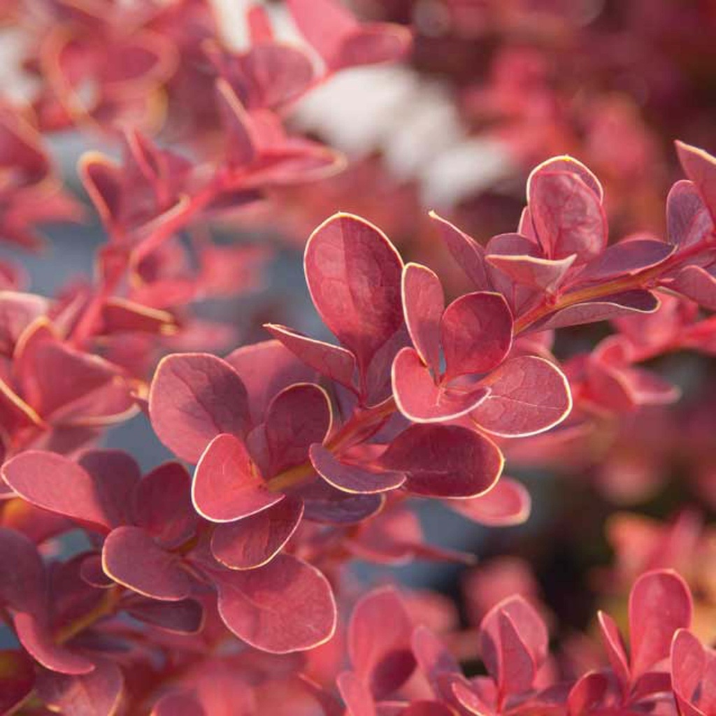 [xx] BERBERIS THUNBERGII FIRST EDITIONS® 'TOSCANA' (Pot 3 litres, 25-30 cm)