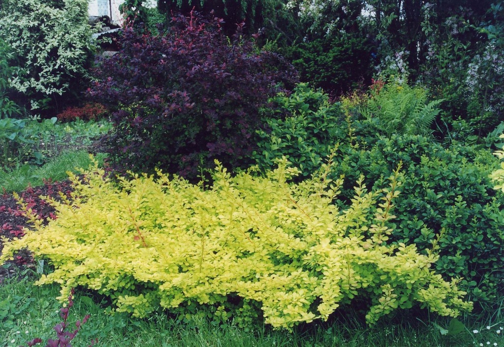 [xx] BERBERIS THUNBERGII 'GOLDEN CARPET®' (Pot 3 litres, 30-40 cm)