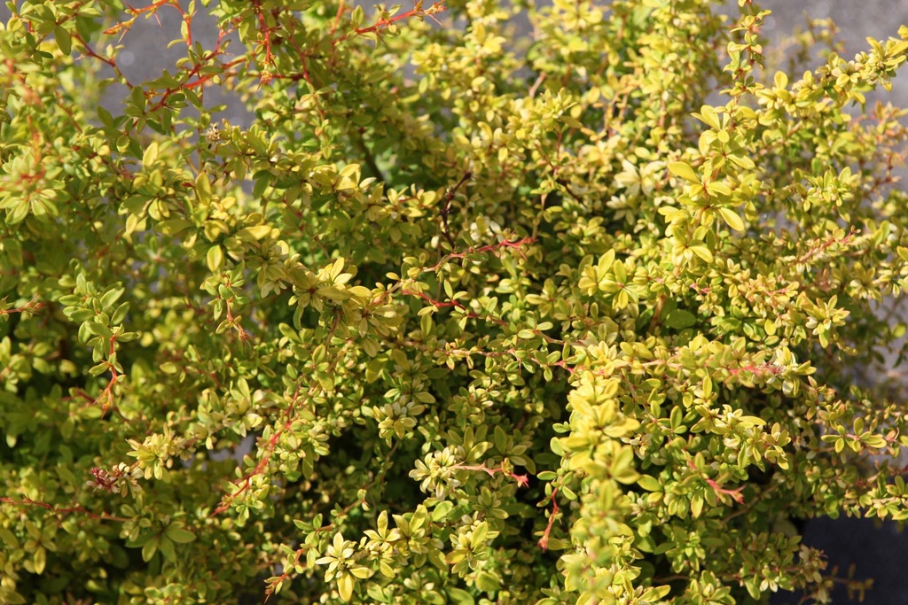 [xx] BERBERIS THUNBERGII 'GOLDEN DREAM' (Pot 3 liter, 30-40 cm)