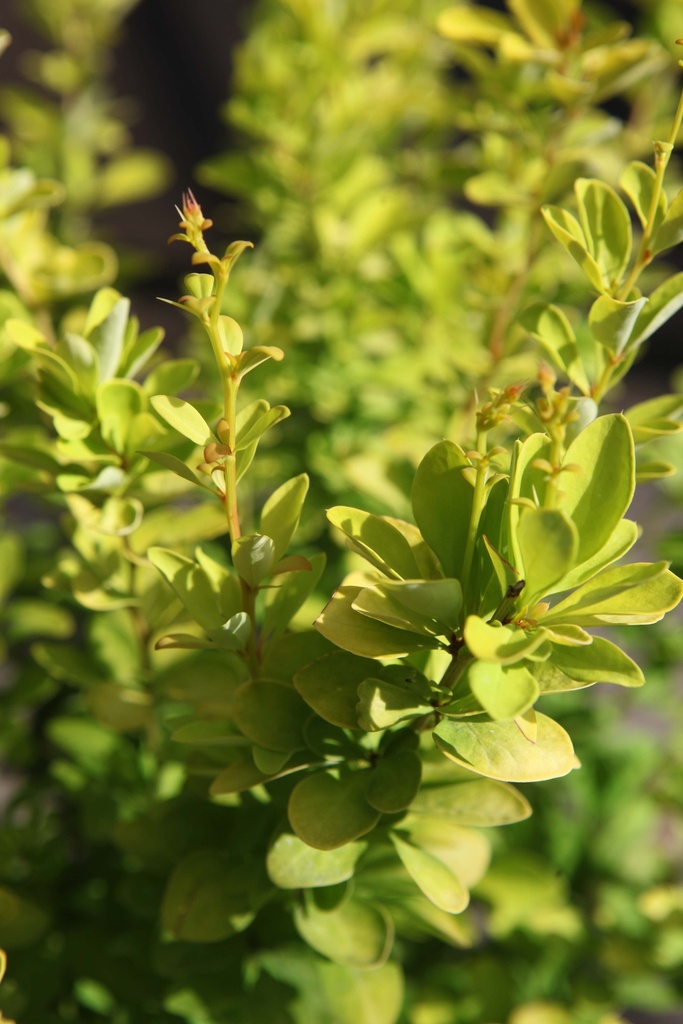 [xx] BERBERIS THUNBERGII 'GOLDEN ROCKET' (Pot 3 litres, 30-40 cm)