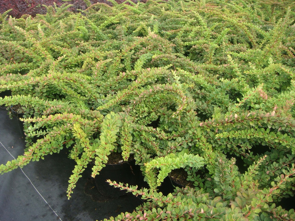 [xx] BERBERIS THUNBERGII 'GREEN CARPET' (Pot 3 liter, 30-40 cm)