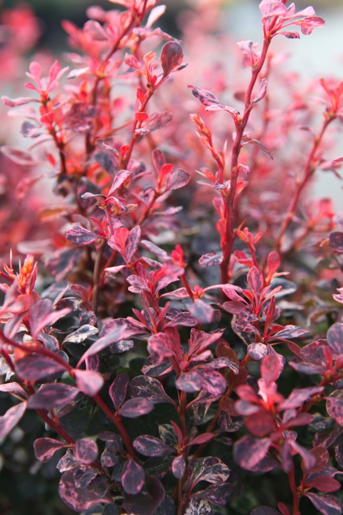 BERBERIS THUNBERGII 'INSPIRATION'