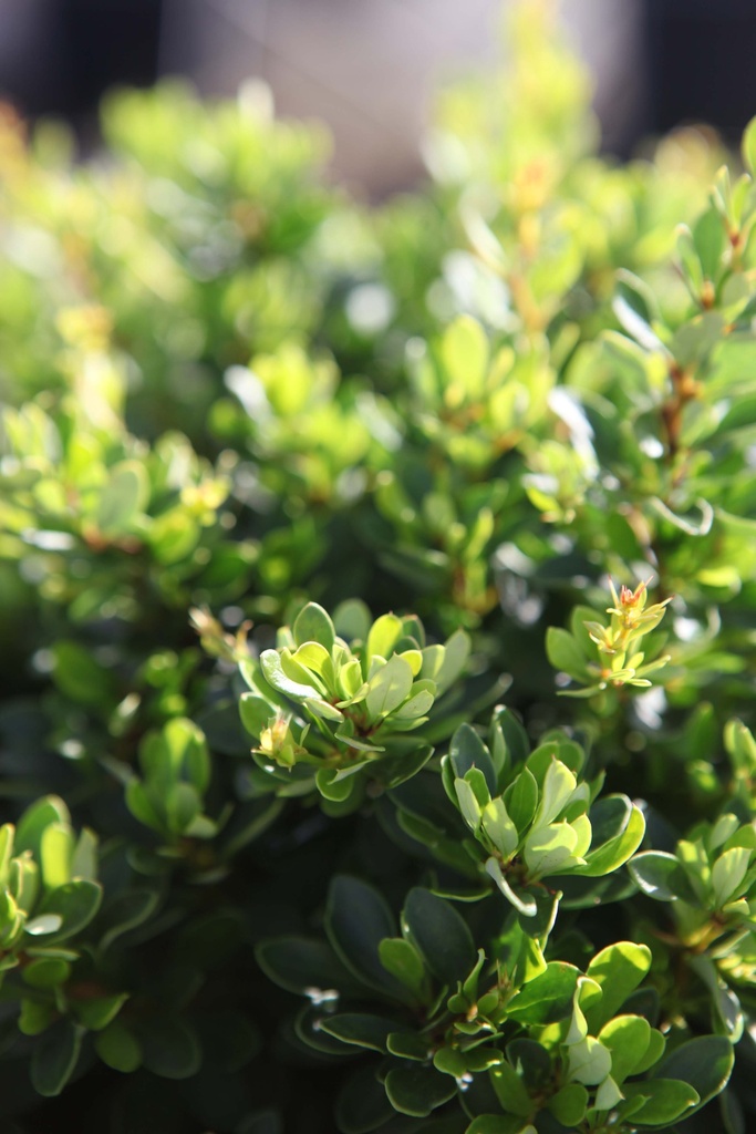 BERBERIS THUNBERGII 'KOBOLD'