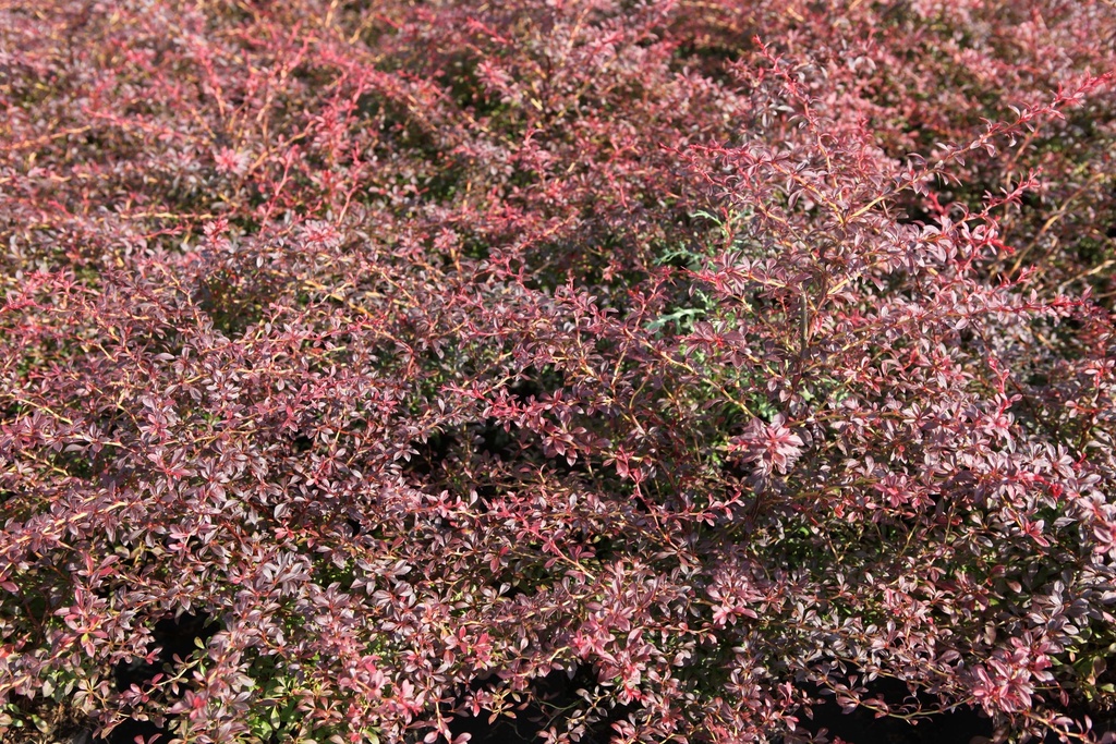 BERBERIS THUNBERGII 'ORANGE DREAM'