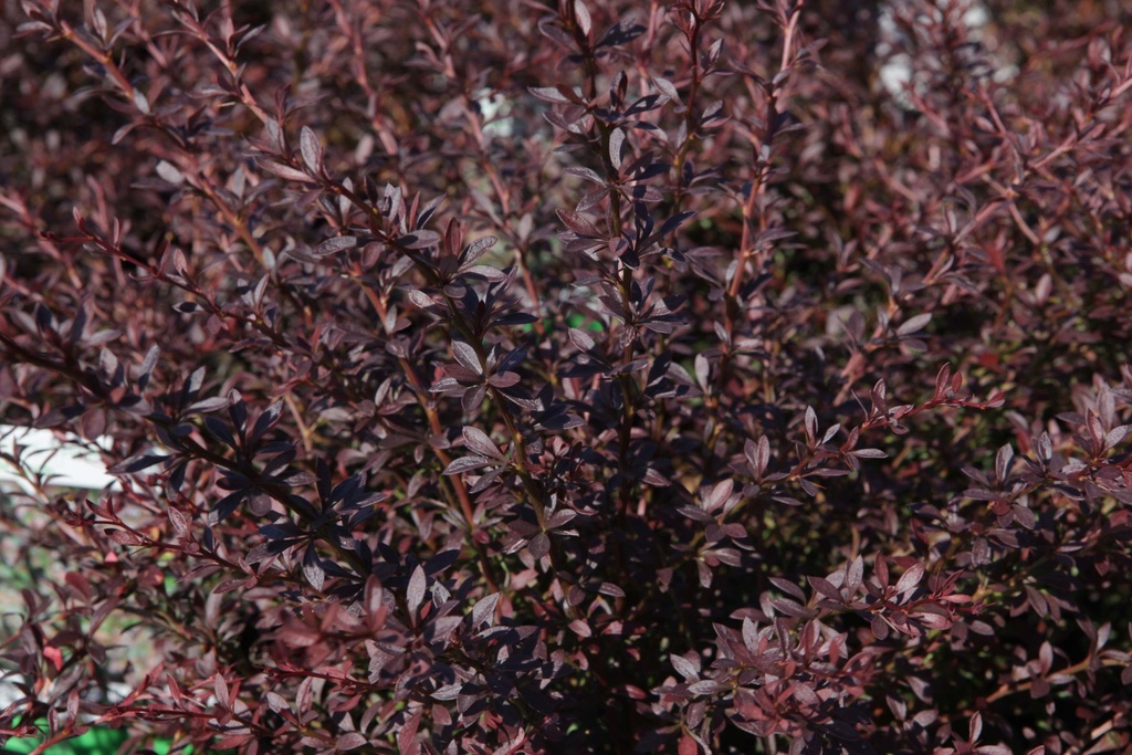 [xx] BERBERIS THUNBERGII 'RED DREAM' (Pot 3 litres, 30-40 cm)