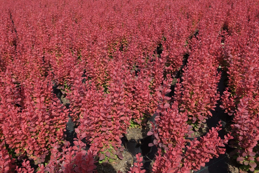 BERBERIS THUNBERGII 'ROSY ROCKET'