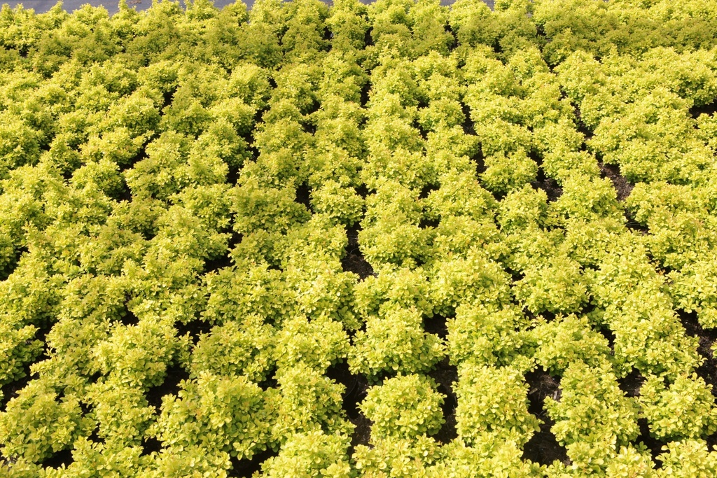 [xx] BERBERIS THUNBERGII 'TINY GOLD' (Pot 10 liter, 30-40 cm)
