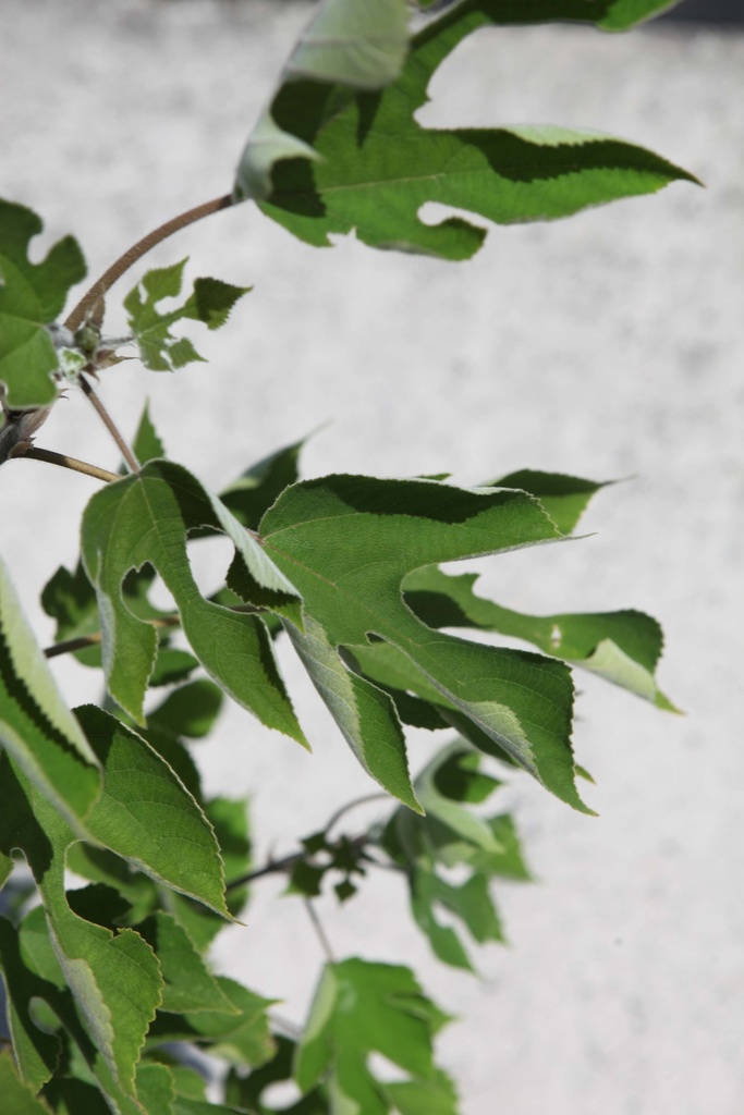 [xx] BROUSSONETIA PAPYRIFERA (Pot 15 liter, 80-100 cm)