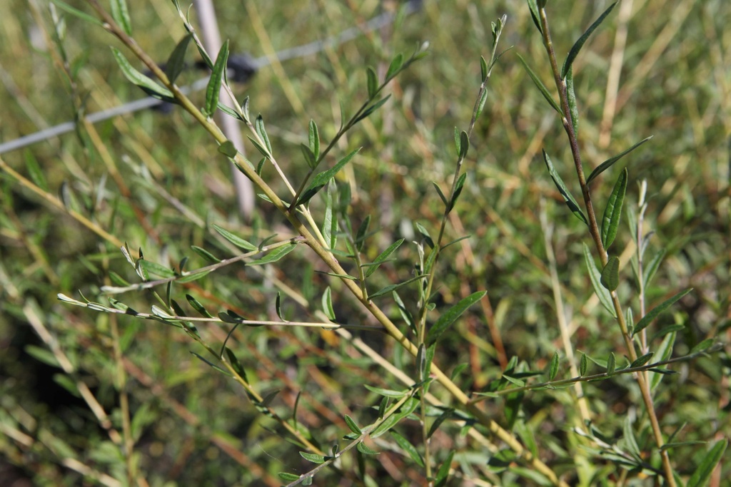 BUDDLEJA ALTERNIFOLIA