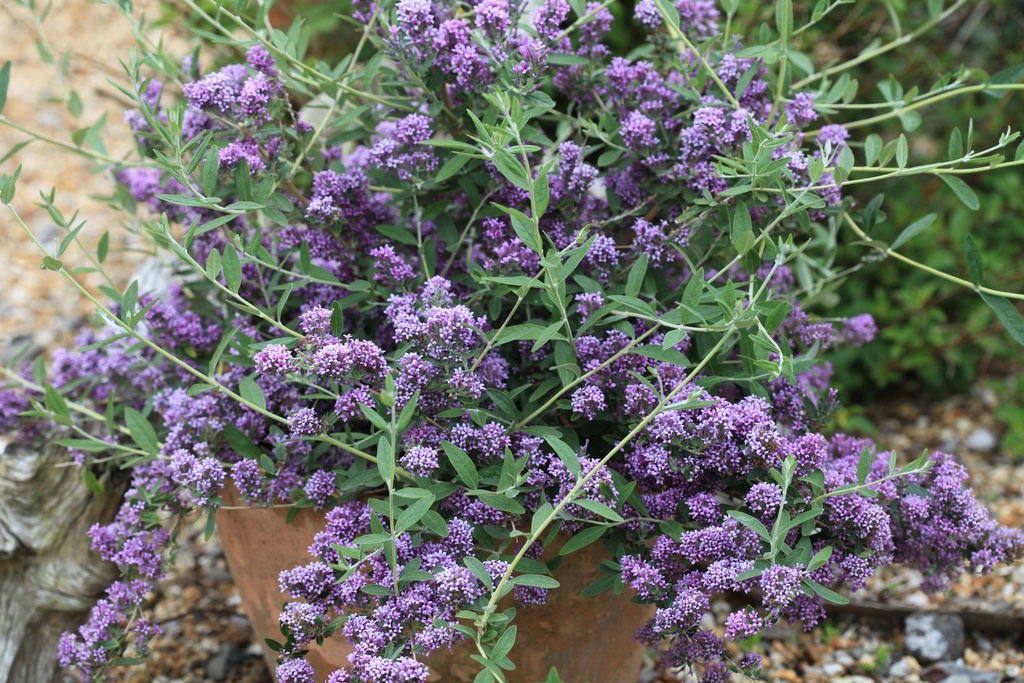 [BAUN30C3] BUDDLEJA ALTERNIFOLIA UNIQUE (Pot 3 liter, 30-40 cm)