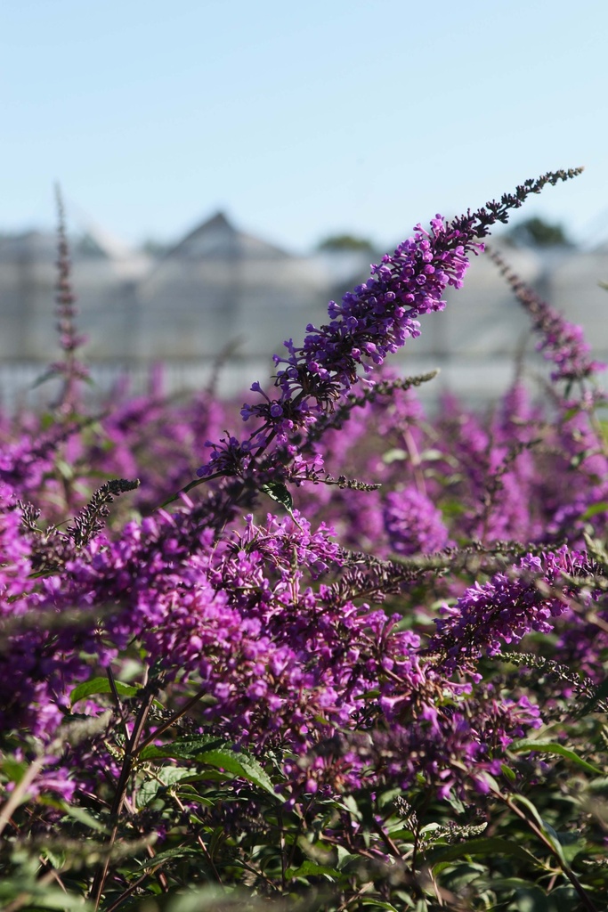 [BAVE3] BUDDLEJA ARGUS® VELVET (Pot 3 liter, 40-50 cm)