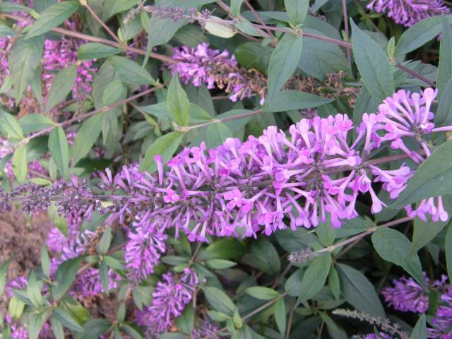 [BAVE3] BUDDLEJA ARGUS® VELVET (Pot 3 litres, 40-50 cm)
