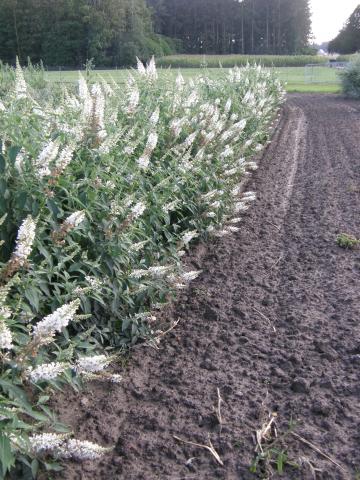 [BAWH3] BUDDLEJA ARGUS® WHITE (Pot 3 litres, 40-50 cm)