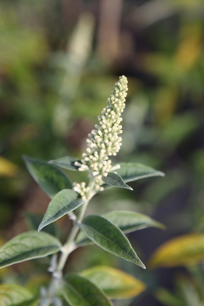 [BAWH3] BUDDLEJA ARGUS® WHITE (Pot 3 litres, 40-50 cm)