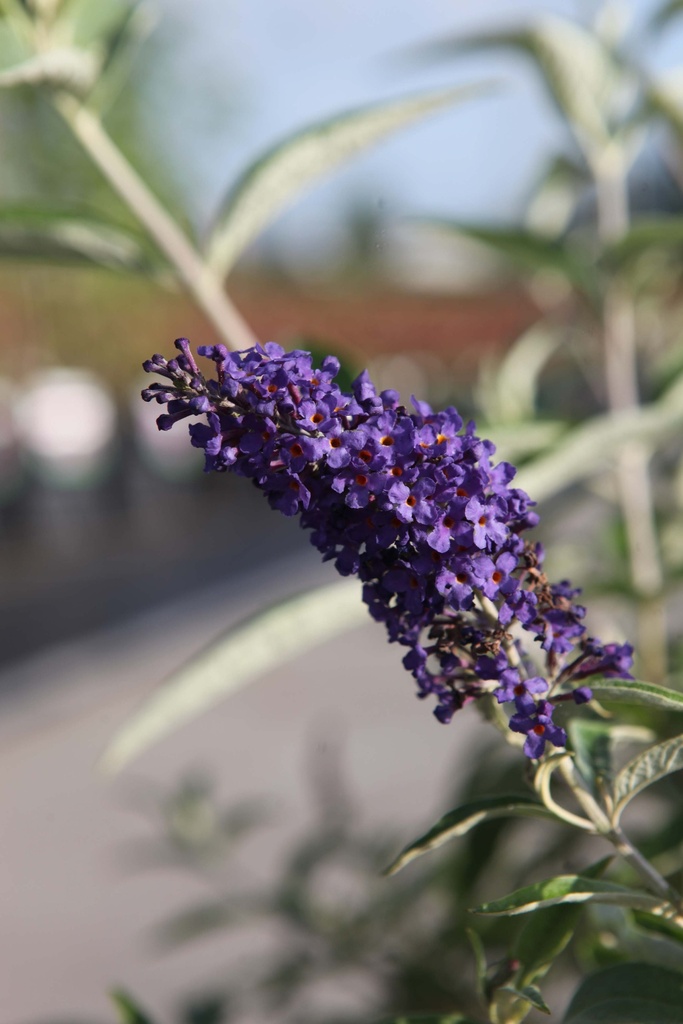 BUDDLEJA DAVIDII ADONIS BLUE
