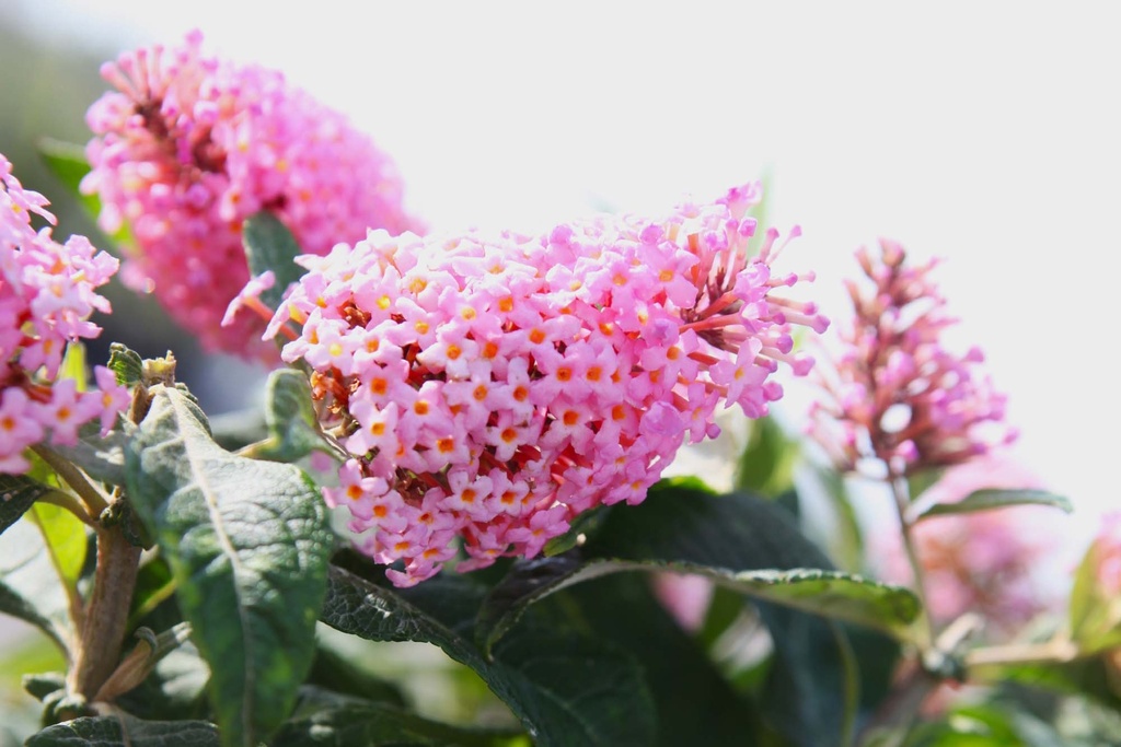 [xx] BUDDLEJA DAVIDII BUTTERFLY CANDY® 'LITTLE PINK' (Pot 3 liter, 30-40 cm)