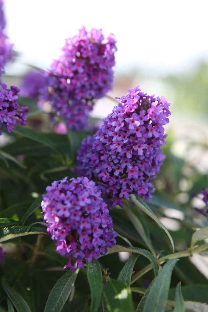 BUDDLEJA DAVIDII BUTTERFLY CANDY® 'LITTLE PURPLE'